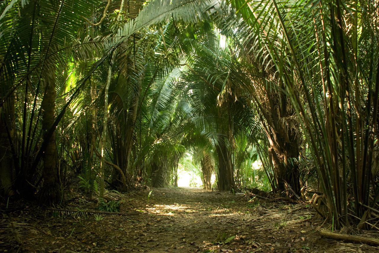 Lower Dover Jungle Lodge & Maya Ruins Unitedville Extérieur photo
