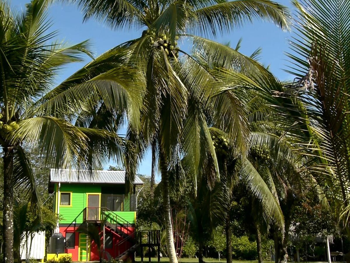 Lower Dover Jungle Lodge & Maya Ruins Unitedville Extérieur photo